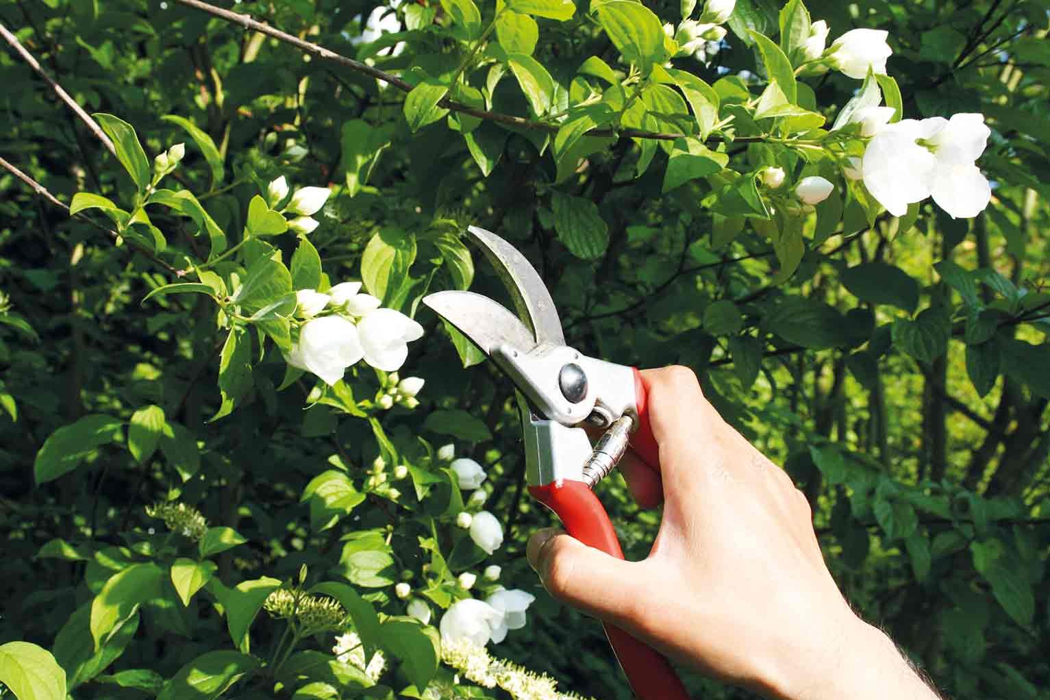 Bild von den Händen einer Person, die Rosen schneidet.